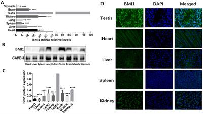 Alpha-tocopherol enhances spermatogonial stem cell proliferation and restores mouse spermatogenesis by up-regulating BMI1